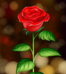 Image Ma Rose