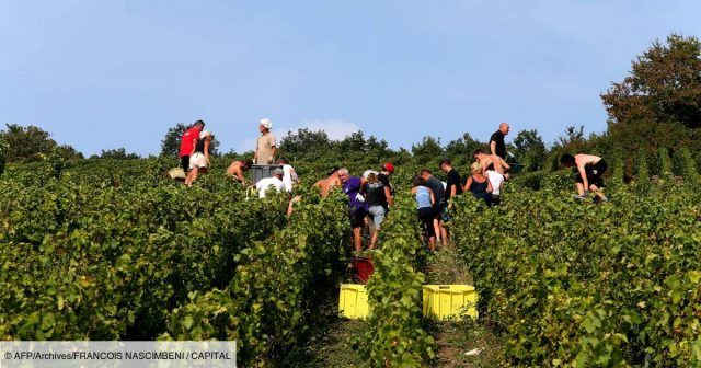 Image Le vigneron et la mort